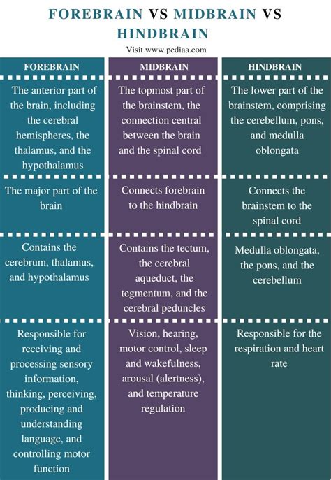 What is the Difference Between Forebrain Midbrain and Hindbrain - Pediaa.Com