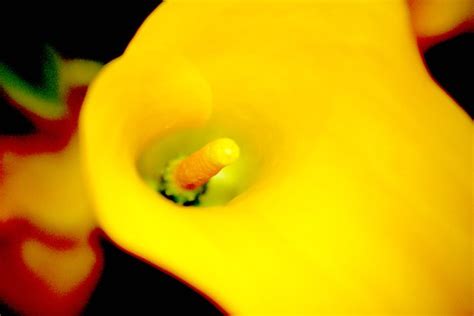 Yellow Calla Lily | Yellow Calla Lily | Cliff Hand | Flickr