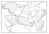 Paper Art  Kereru Brewing sketch template