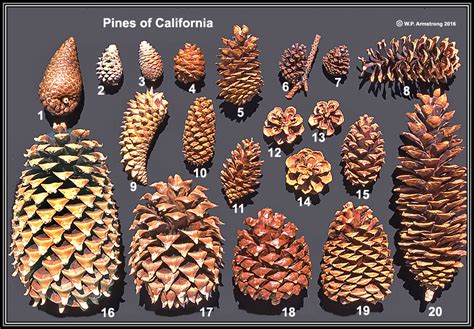 Twenty (18 depending on latest reference) of the more than 100 species of Pinus on earth. All of ...