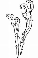 Seaweed coloring Page  Free Printable Coloring Pages sketch template