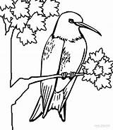 Printable Hummingbird Coloring Pages For Kids  Cool2bKids sketch template