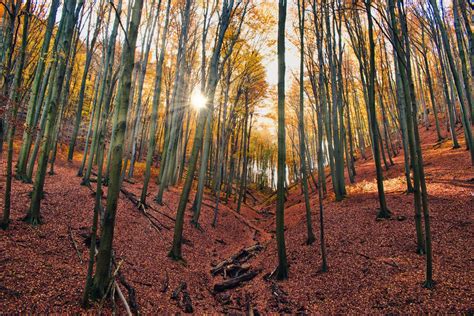 Forest With Sunlight · Free Stock Photo