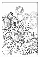 Sunflower Coloring Pages52  Free Printable coloring Pages Cute sketch template