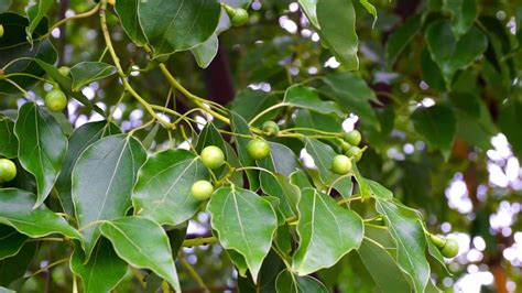 A close up shot of camphor laurel seeds and leaves. Cinnamomum camphora ...