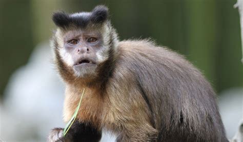 Capuchin Monkeys - Gold- Bellied Monkey Facts & Information