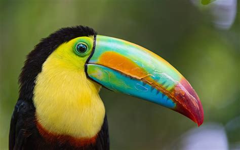 toucan, Parrot, Bird, Tropical, 40 Wallpapers HD / Desktop and Mobile Backgrounds