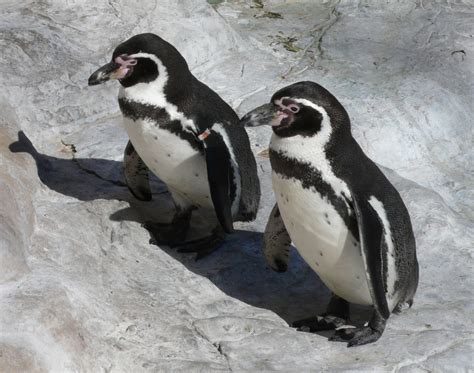 File:Humboldt Penguins.jpg - Wikimedia Commons