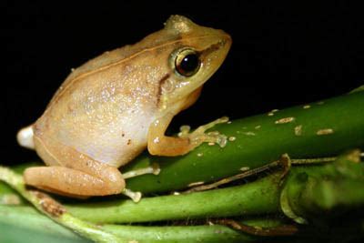 Our National Parks » Coqui frogs part of Puerto Rican culture