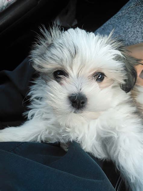 Toby the Maltese, Chinese Crested Powderpuff Mix (With images ...