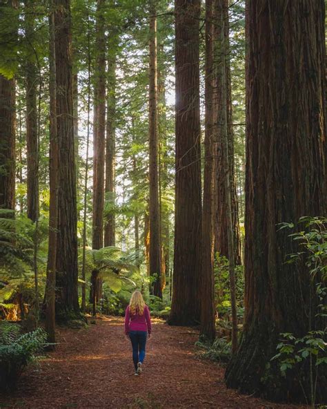 Redwoods Rotorua: the paid vs free experience — Walk My World