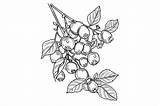 Blueberry Coloring Page Graphic By Forhadx5 · Creative Fabrica sketch template