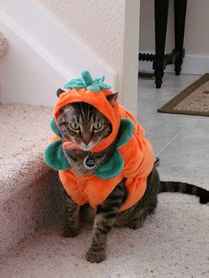 Pumpkin Cat Costumes – Halloween | Hawaii Kawaii Blog