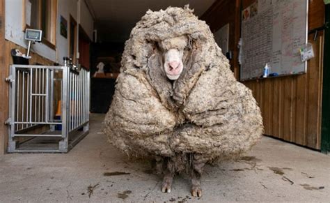 Watch: Wild Sheep With 35-Kg Coat Of Wool Rescued In Australia