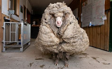 Watch: Wild Sheep With 35-Kg Coat Of Wool Rescued In Australia