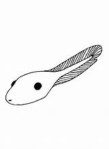 Tadpole Coloring Pages Printable For Free Download sketch template