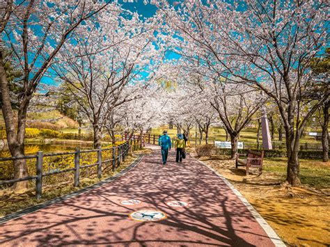 A Guide to Spring in Korea 2024: The Best Time of Year to Visit Korea - Adventures With NieNie