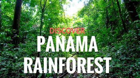 Rainforest tour Panama - YouTube