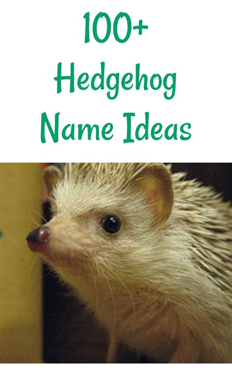 Pet Hedgehog Name Ideas