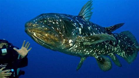 Living Fossil: African coelacanth is not 65 mn years-old as evolution ...