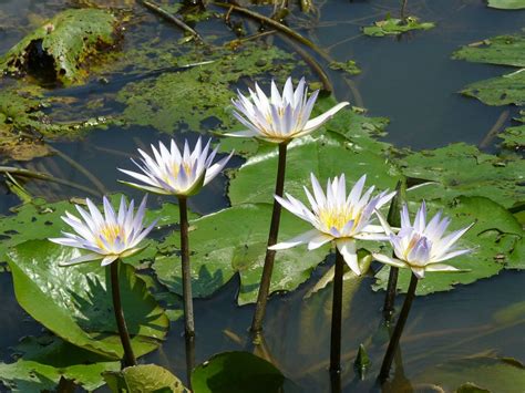 Nymphaea nouchali (Blue Lotus) - World of Flowering Plants