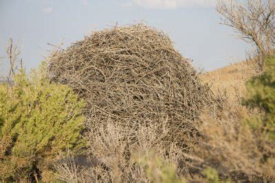 Anatomy Of A Magpie Nest – Feathered Photography