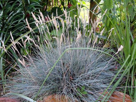 Blue Fescue Grass: Ornamental Grass Care – Gardendi