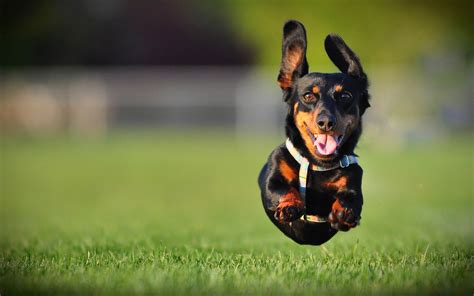 49 Dachshund HD Wallpapers | Backgrounds - Wallpaper Abyss