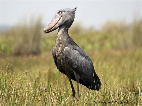 Shoebill Stork Wallpapers - Wallpaper Cave