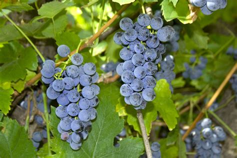 File:Red Grape - Vitis labrusca - Kiszombor, Hungary.jpg - Wikimedia Commons