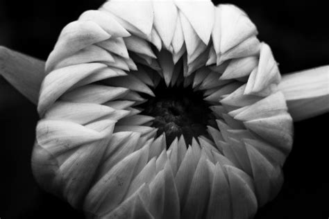 Free Images : blossom, black and white, plant, sunlight, flower, petal, darkness, flora, close ...