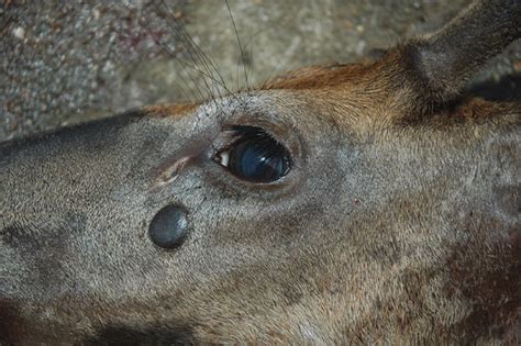 White-tailed Deer Illinois