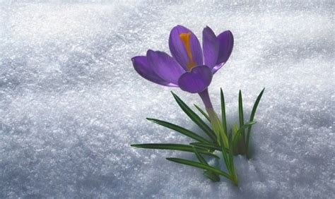 Câu chuyện về loài hoa nở trong tuyết