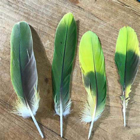 4 PARROT FEATHERS // 5-6 // Real Naturally Molted - Etsy | Parrot feather, Feather, Feather art ...