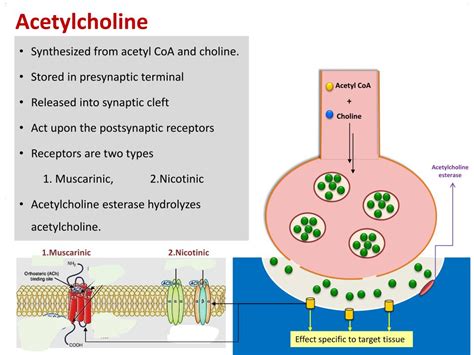 PPT - Neurotransmitters PowerPoint Presentation, free download - ID:2245033