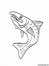 Brook Trout Drawing At GetDrawings  Free Download sketch template