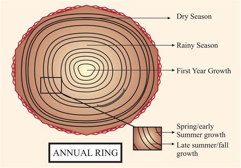 Annual rings can be useful for indicating the age of the tree(A)Dicot of the equatorial region(B ...