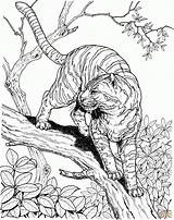 Cool Animal Coloring Pages  Home sketch template