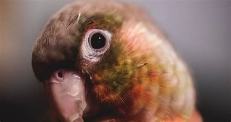 Green cheek conure – how did I choose? | Best Parrot Toys