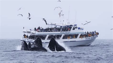 Whale Watching in Monterey Bay