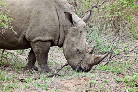 Free Images : nature, adventure, zoo, mammal, close, fauna, rhino, wild ...