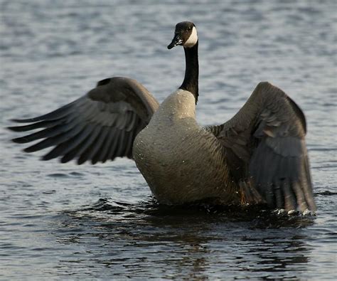 The Canada Goose | A Wild Bird | The Wildlife