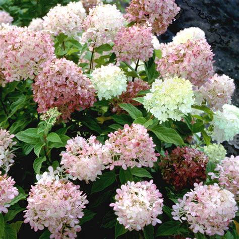 Limelight Hydrangea | wholesale liners - Spring Meadow Nursery