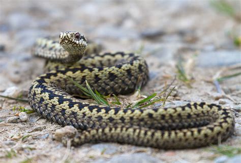 The day I sunbathed with an adder | Walkhighlands