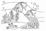 Fish Tank Angelfish Coloring Page  Free Printable Pages sketch template