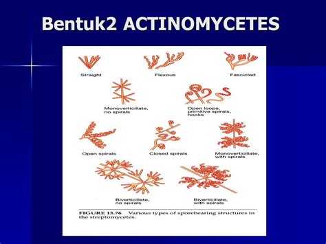 Actinomycetes produce antibiotics