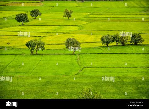 Ta Pa Rice field Stock Photo - Alamy