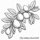 Lemon Coloring Pages  Free & Printable sketch template