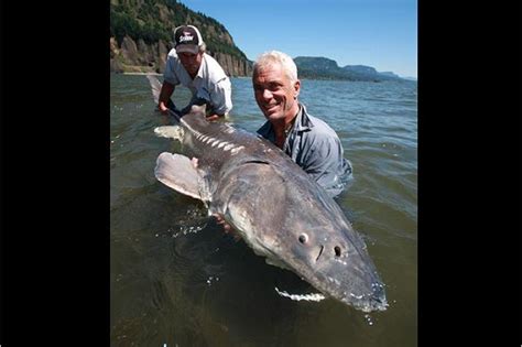 White Sturgeon Photos | River Monsters | Animal Planet