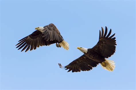 Male vs. Female Bald Eagles: What’s the Difference?